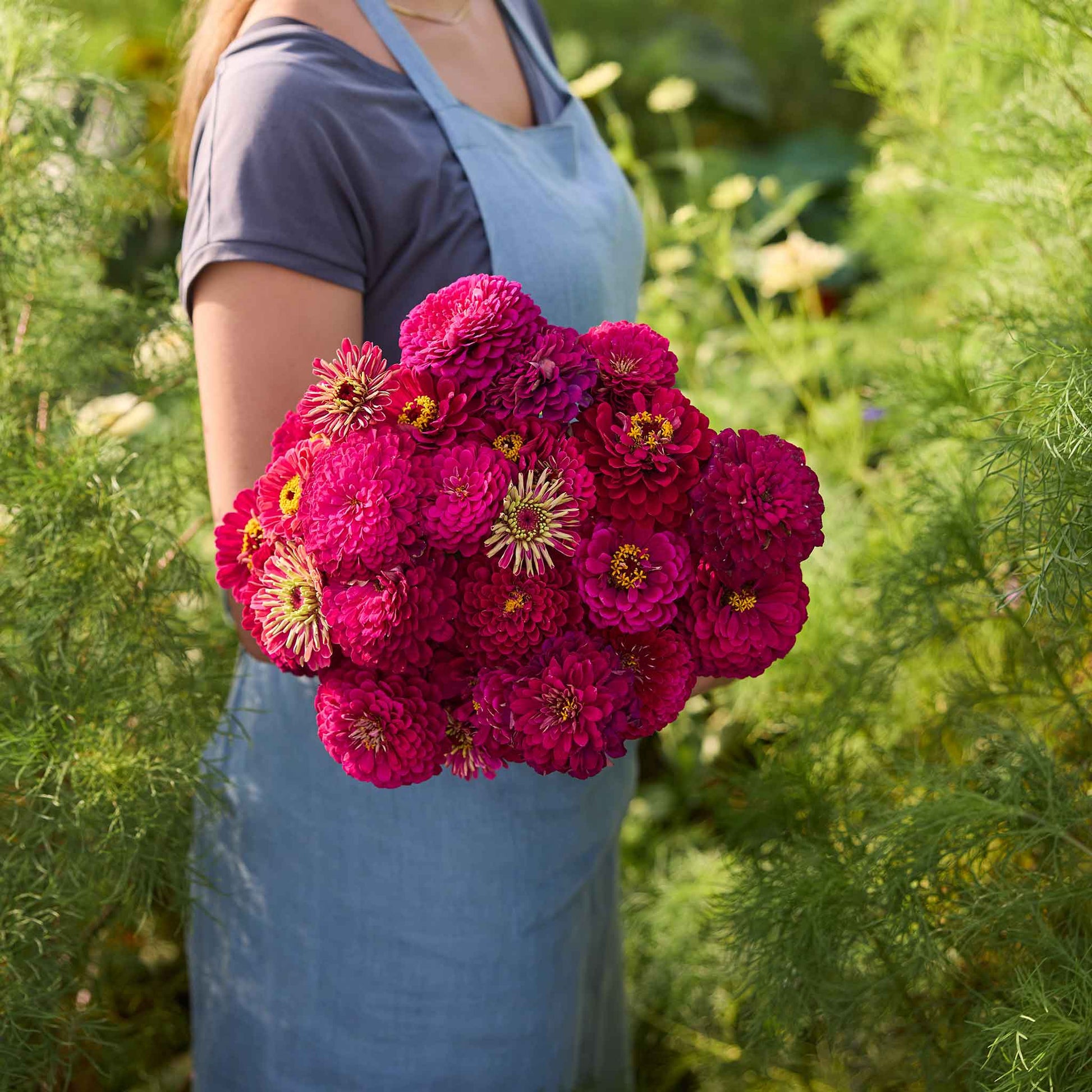 large flower seeds Zinnia Seeds - Benary Giant Wine | Bulk Flower Seeds