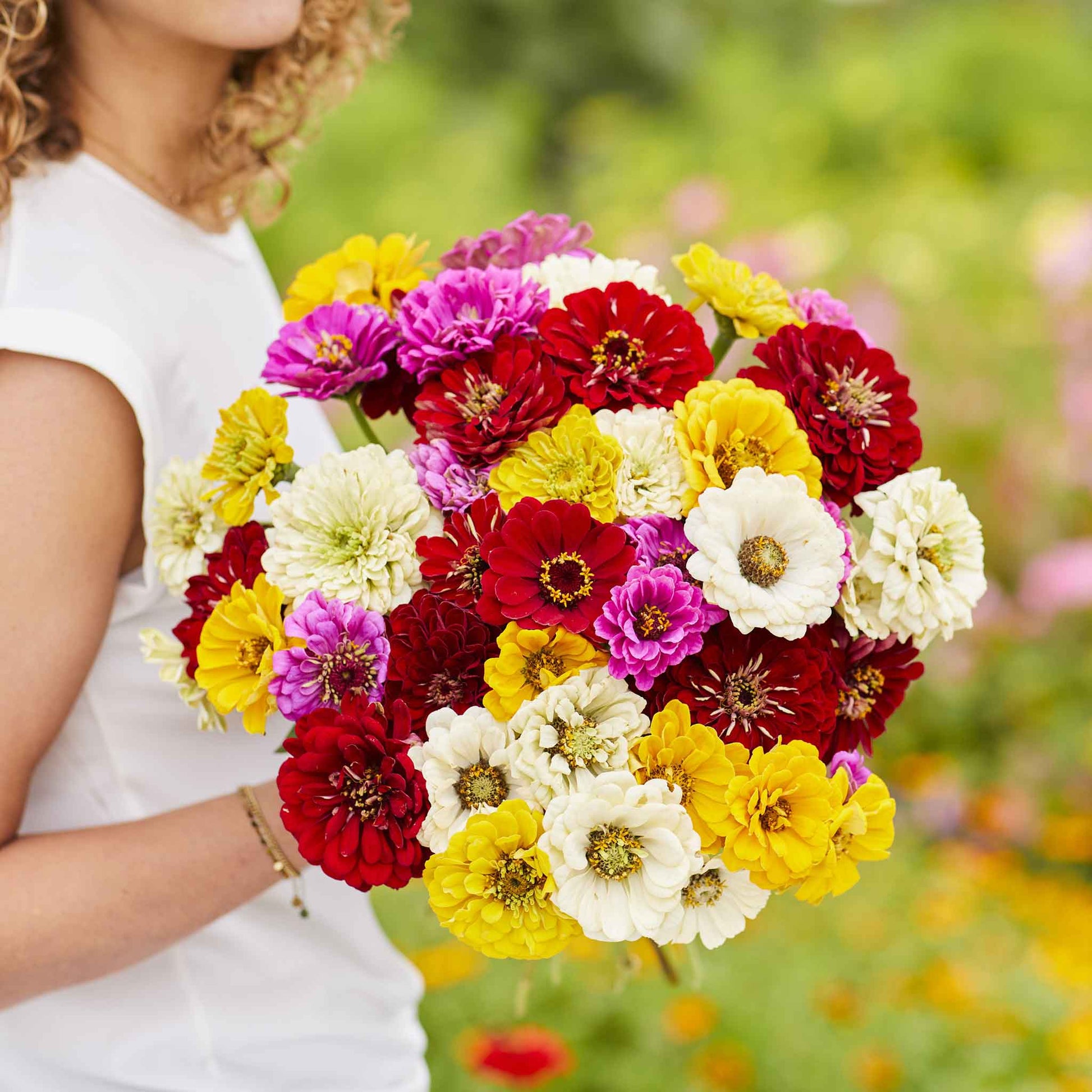 zinnia benary mix'