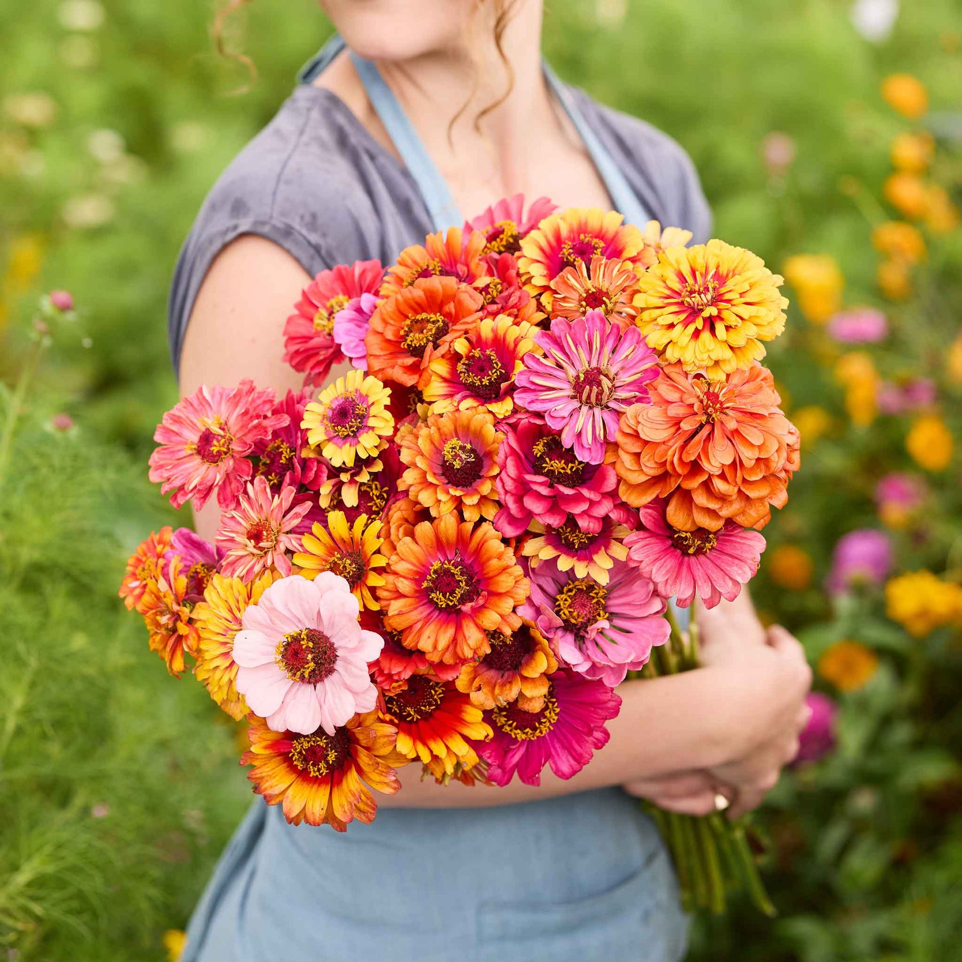 planting zinnia from seed Bulk Zinnia Seeds - Carrousel Mixed