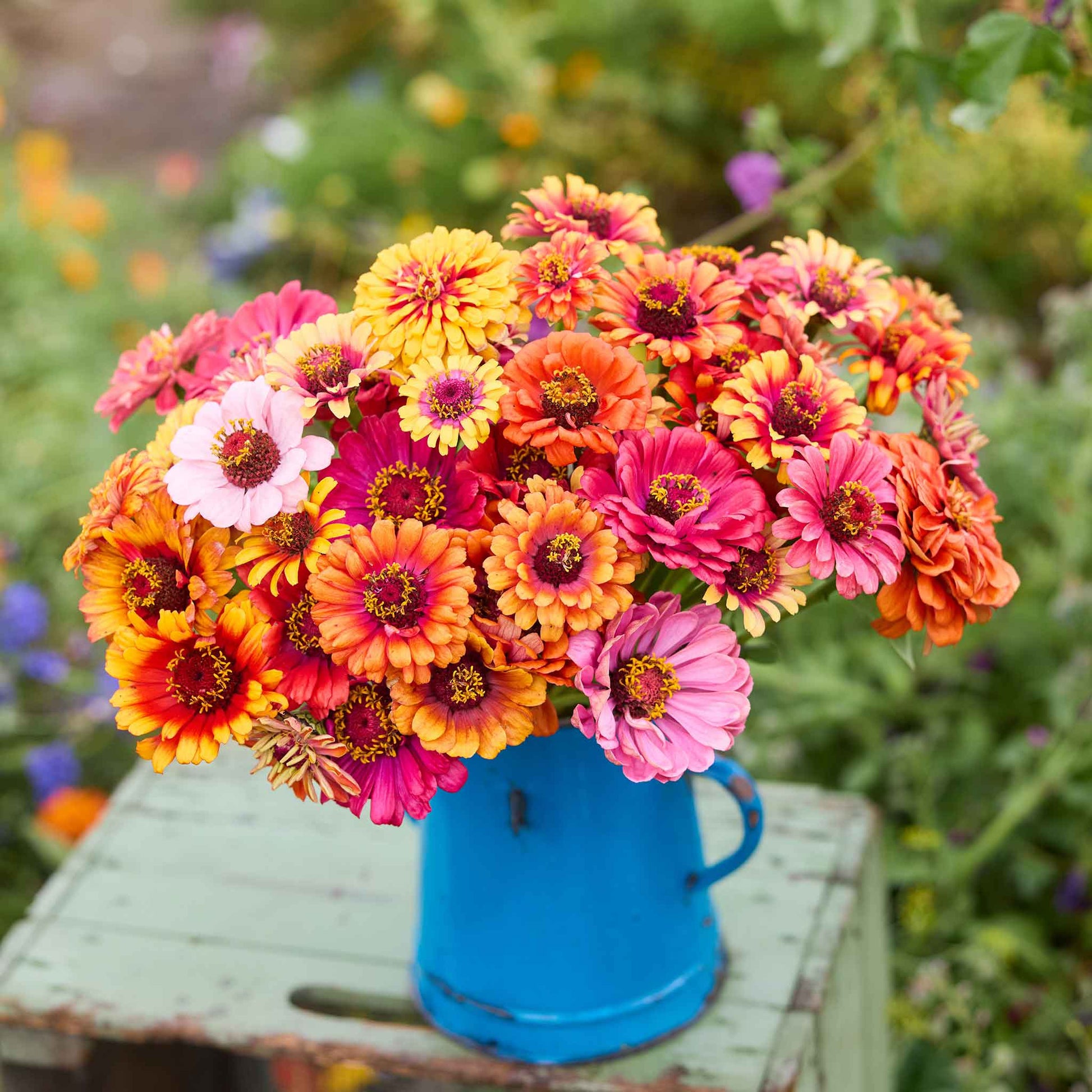 zinnia potting mix Bulk Zinnia Seeds - Carrousel Mixed