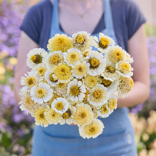 Bulk Zinnia Seeds - Cresto! Cream | Bulk Wildflowers