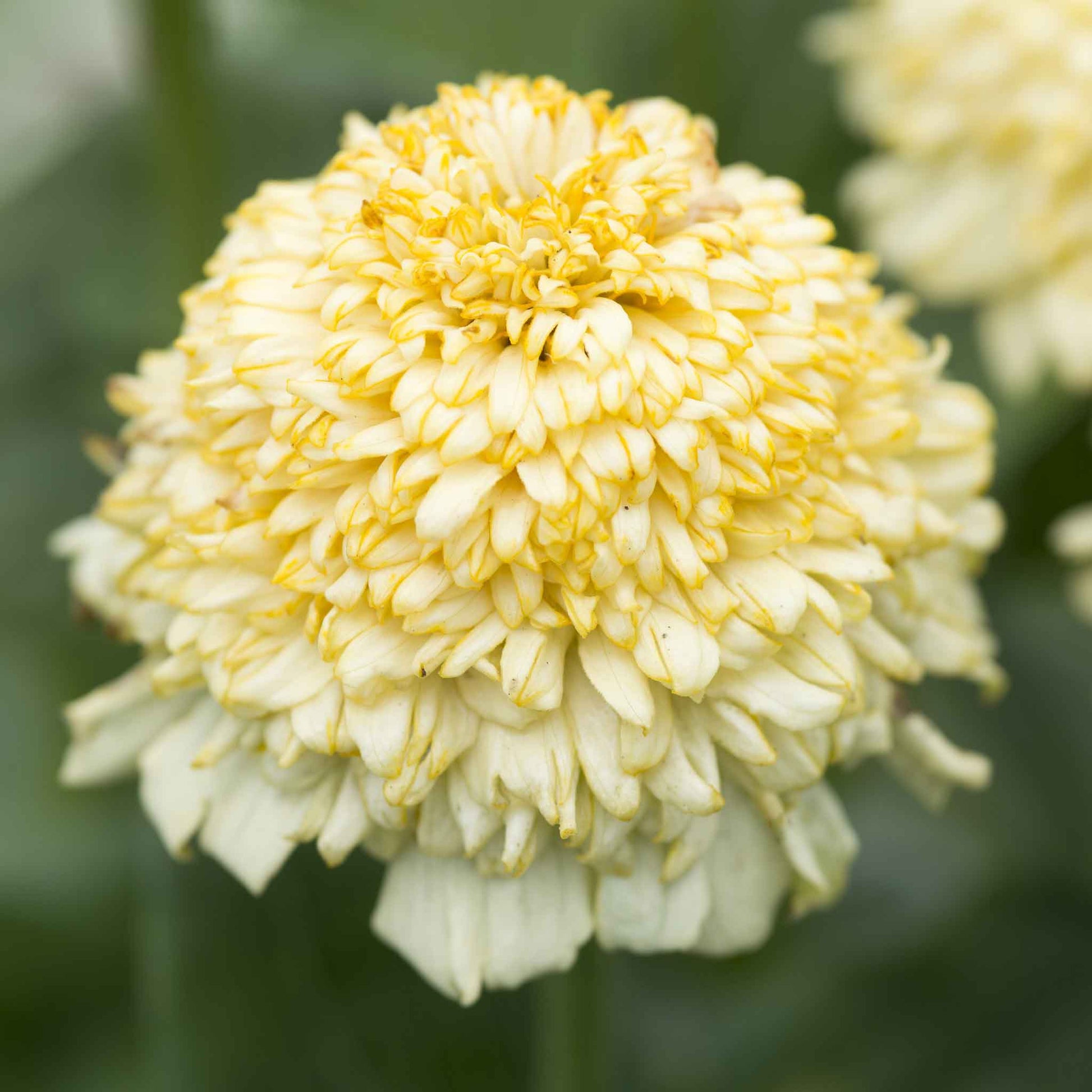 zinnia cresto cream