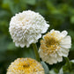 zinnia cresto cream