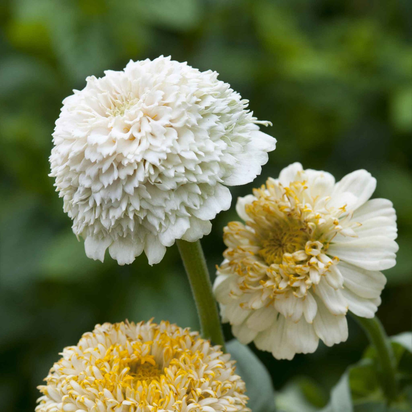 zinnia cresto cream
