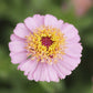 A close up of a zinnia cresto peachy pink with light pink petals and a yellow center.