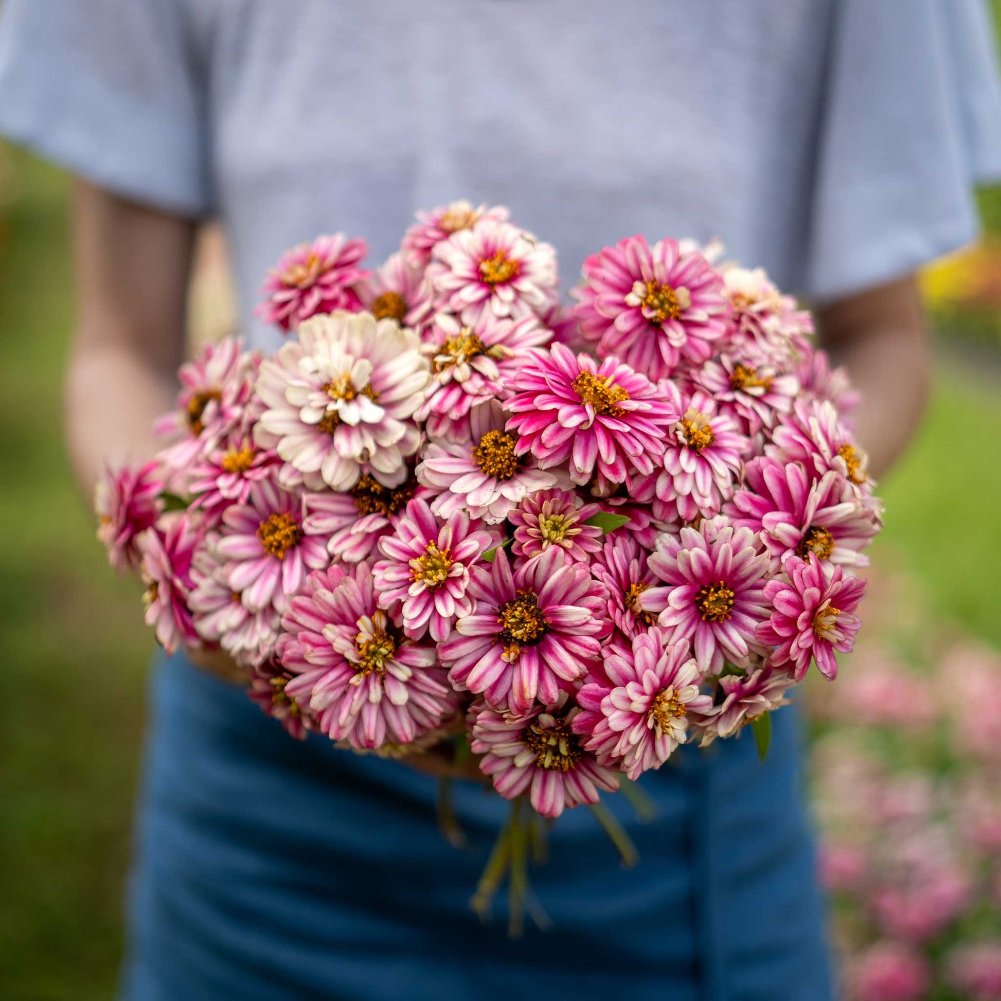 zinnia flower seeds for sale Zinnia Seeds - Zahara Double Raspberry Ripple | Bulk Flower Seeds