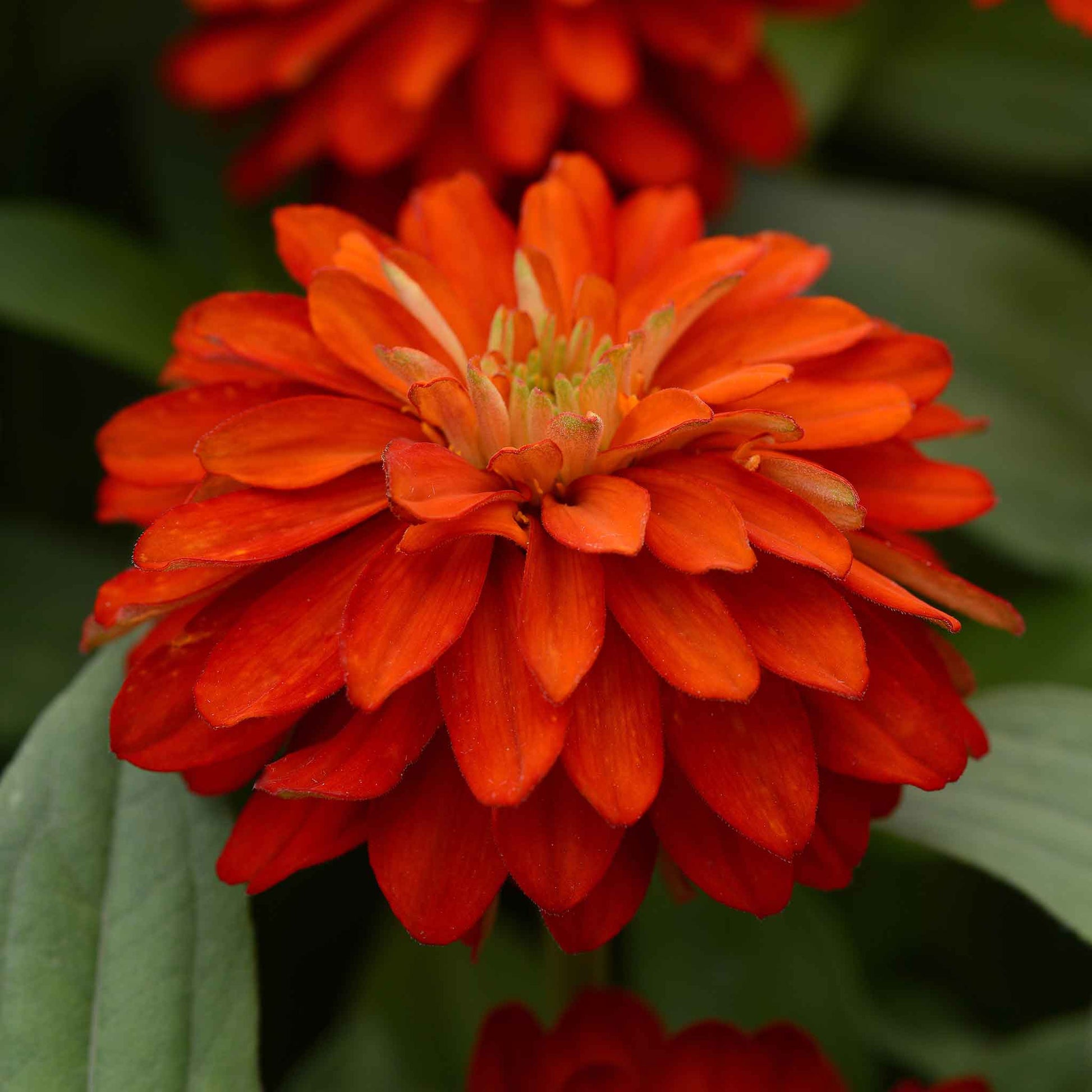 fire flower seeds Bulk Zinnia Seeds - Double Zahara Fire | Flower Seeds in Packets & Bulk