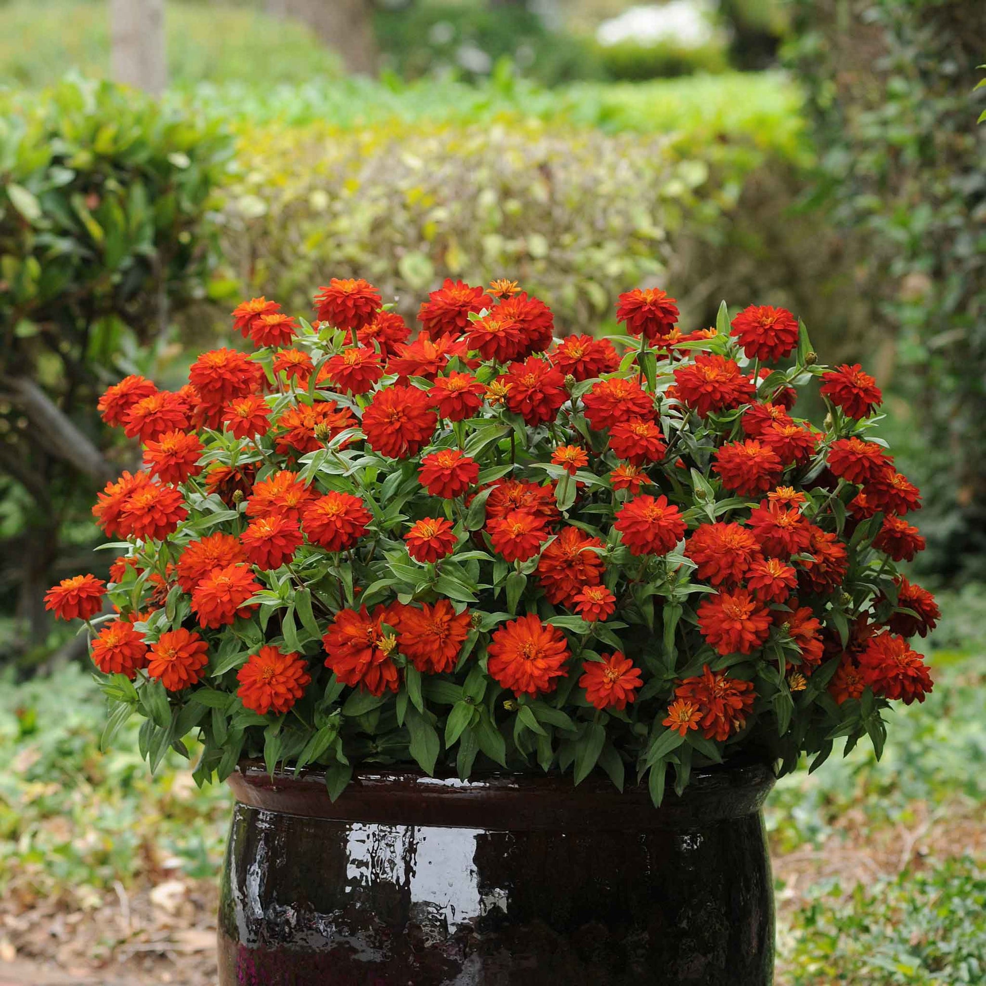 fire and flower seeds Bulk Zinnia Seeds - Double Zahara Fire | Flower Seeds in Packets & Bulk