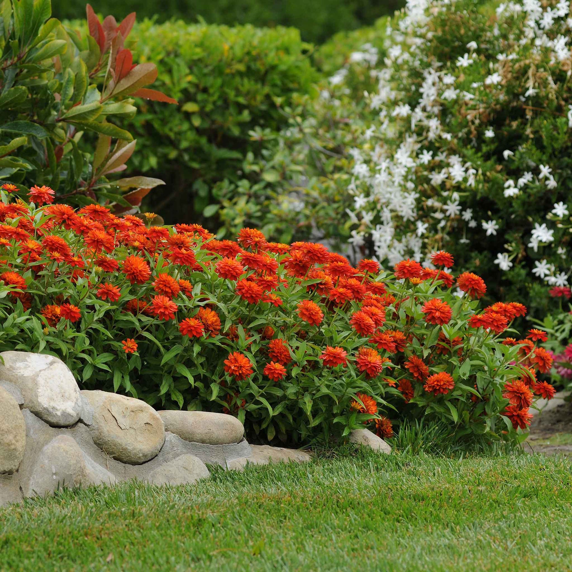 zinnia zahara fire