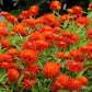 zinnia zahara fire