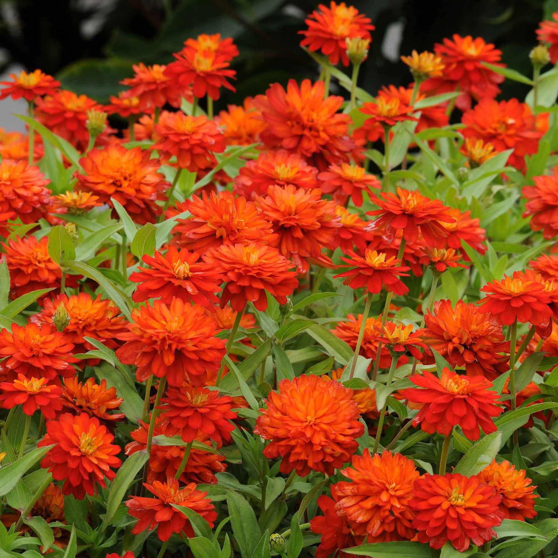 fire flower seeds Bulk Zinnia Seeds - Double Zahara Fire | Flower Seeds in Packets & Bulk
