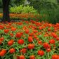 zinnia zahara fire