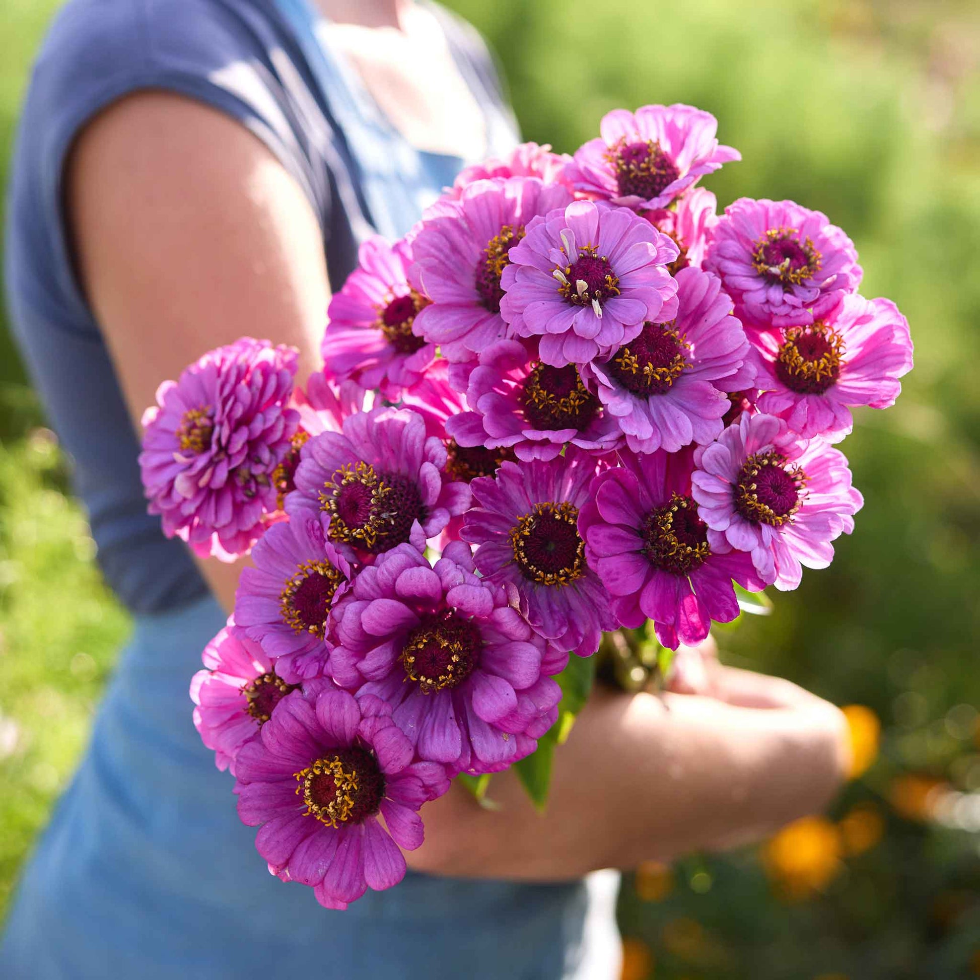 plant zinnia seeds in fall Bulk Zinnia Seeds - Dream