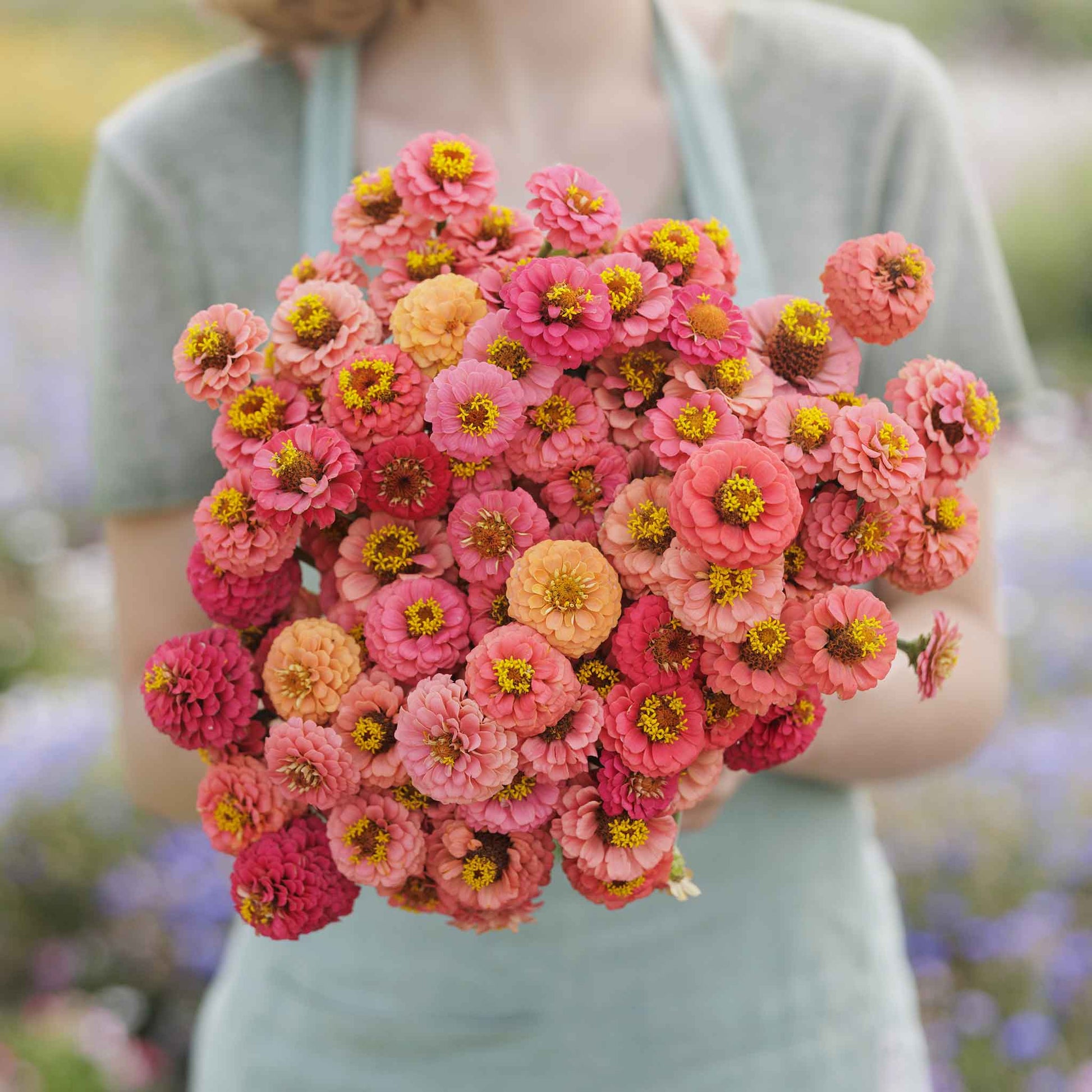 flower seeds zinnia Bulk Zinnia Seeds