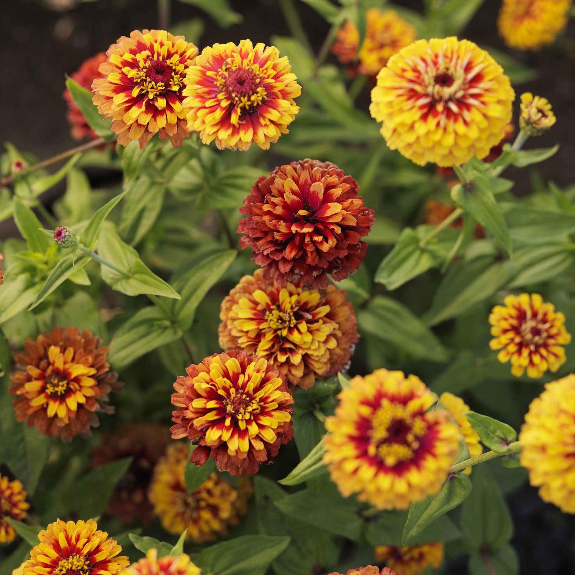 zinnia macarenia
