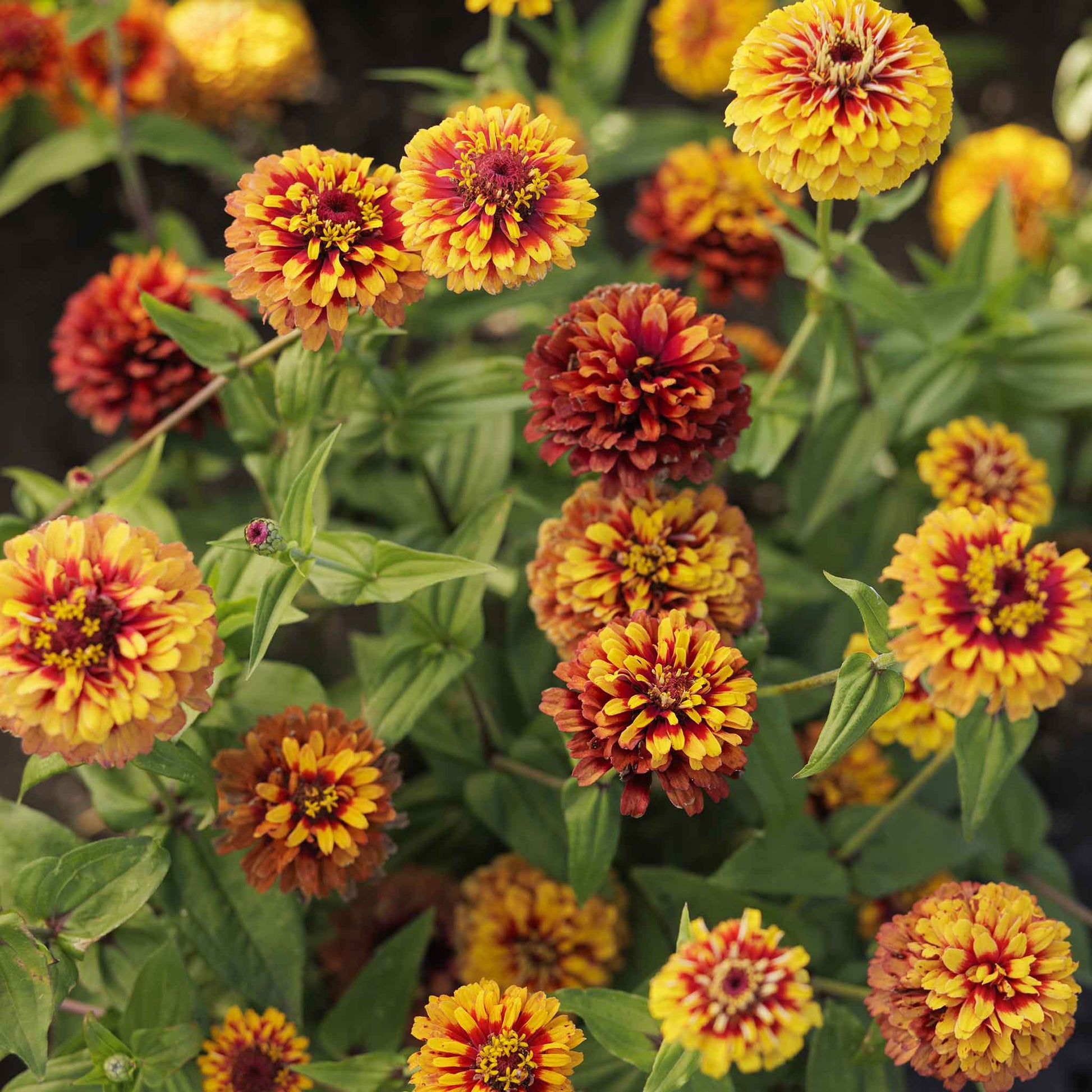 zinnia macarenia