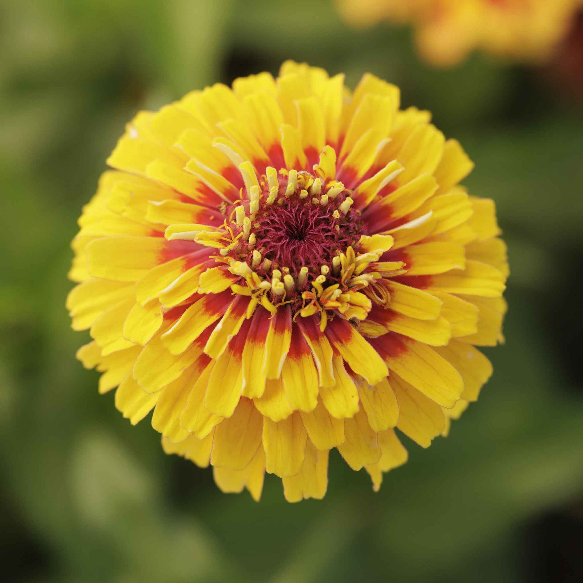 zinnia macarenia