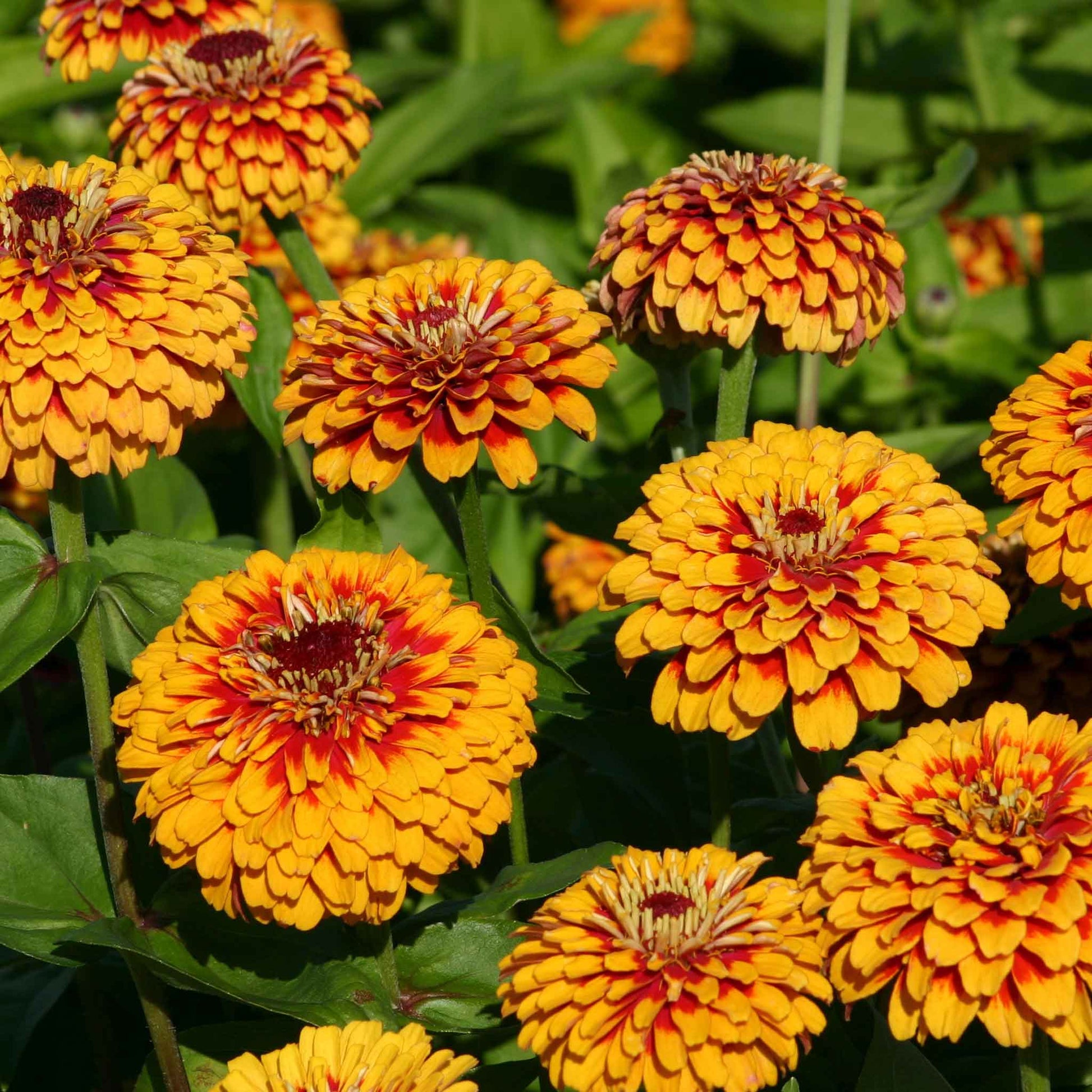 zinnia macarenia