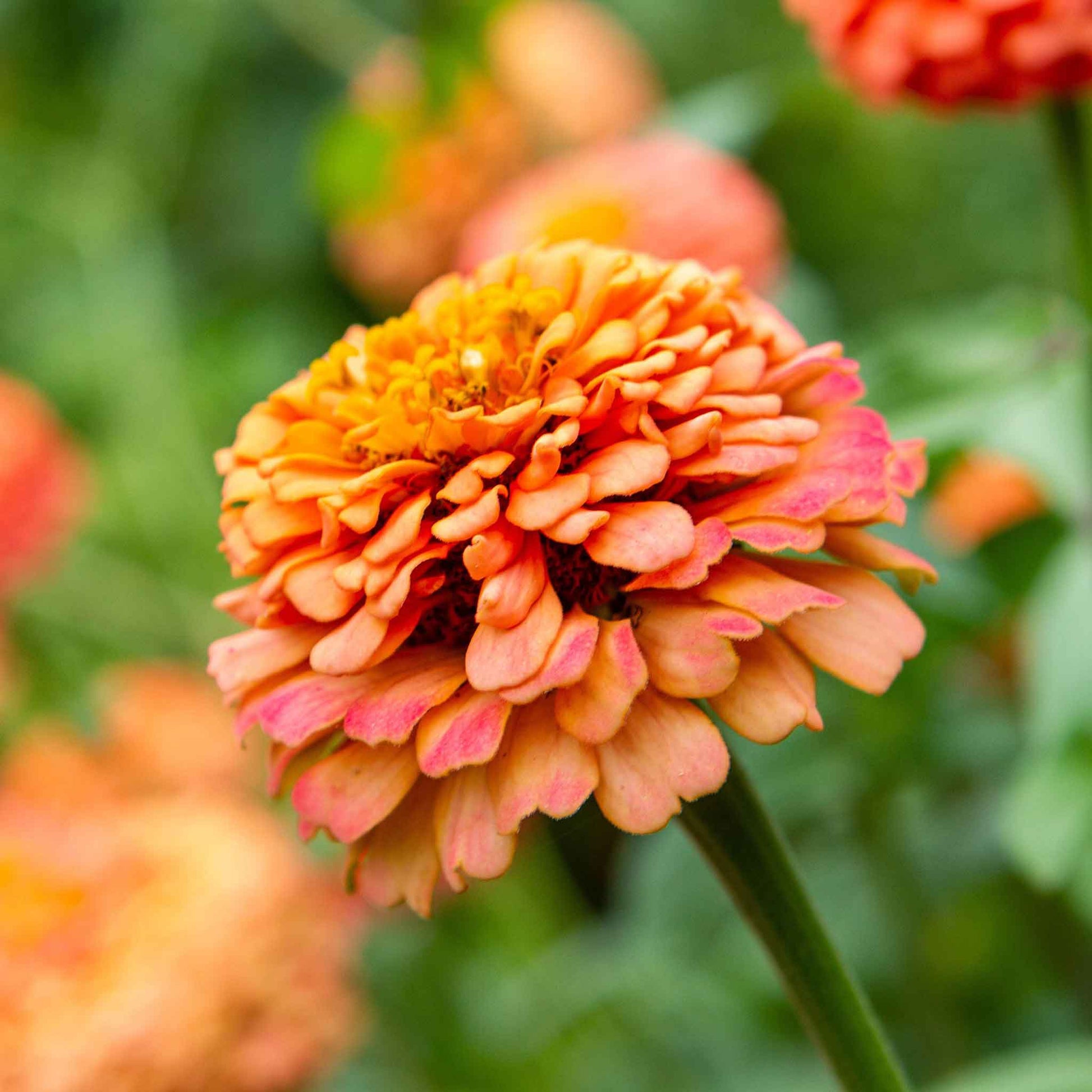 oklahoma flower seeds to plant in fall Zinnia Seeds - Oklahoma Salmon | Bulk Flower Seeds