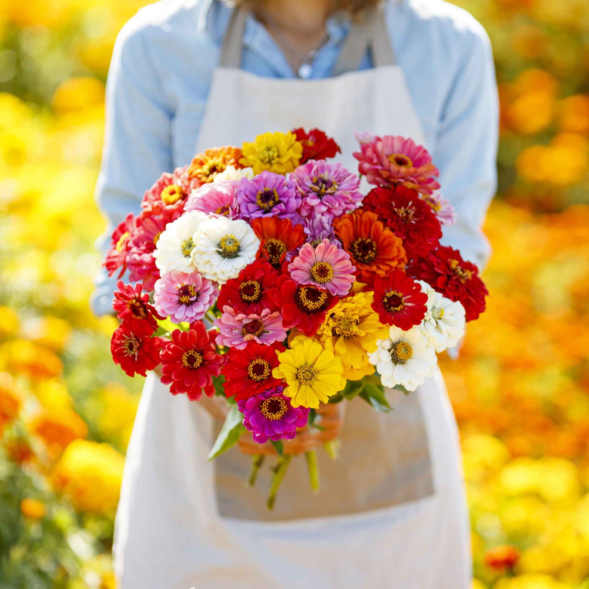 organic flower seeds for sale Organic Zinnia Seeds - California Giants | Bulk Flower Seeds