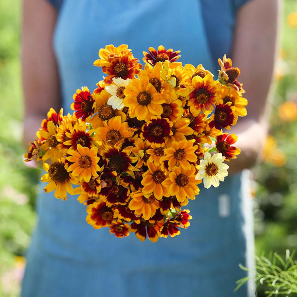 carpet flower seeds Bulk Mexican Zinnia Seeds - Persian Carpet