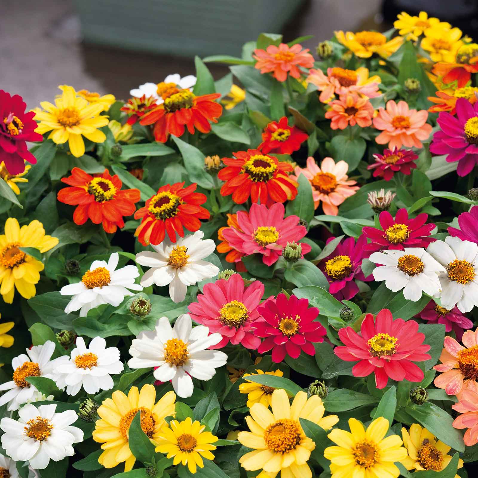 5g mixed zinnia flower seed easy to grow plant Bulk Zinnia Seeds