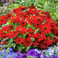 zinnia profusion red