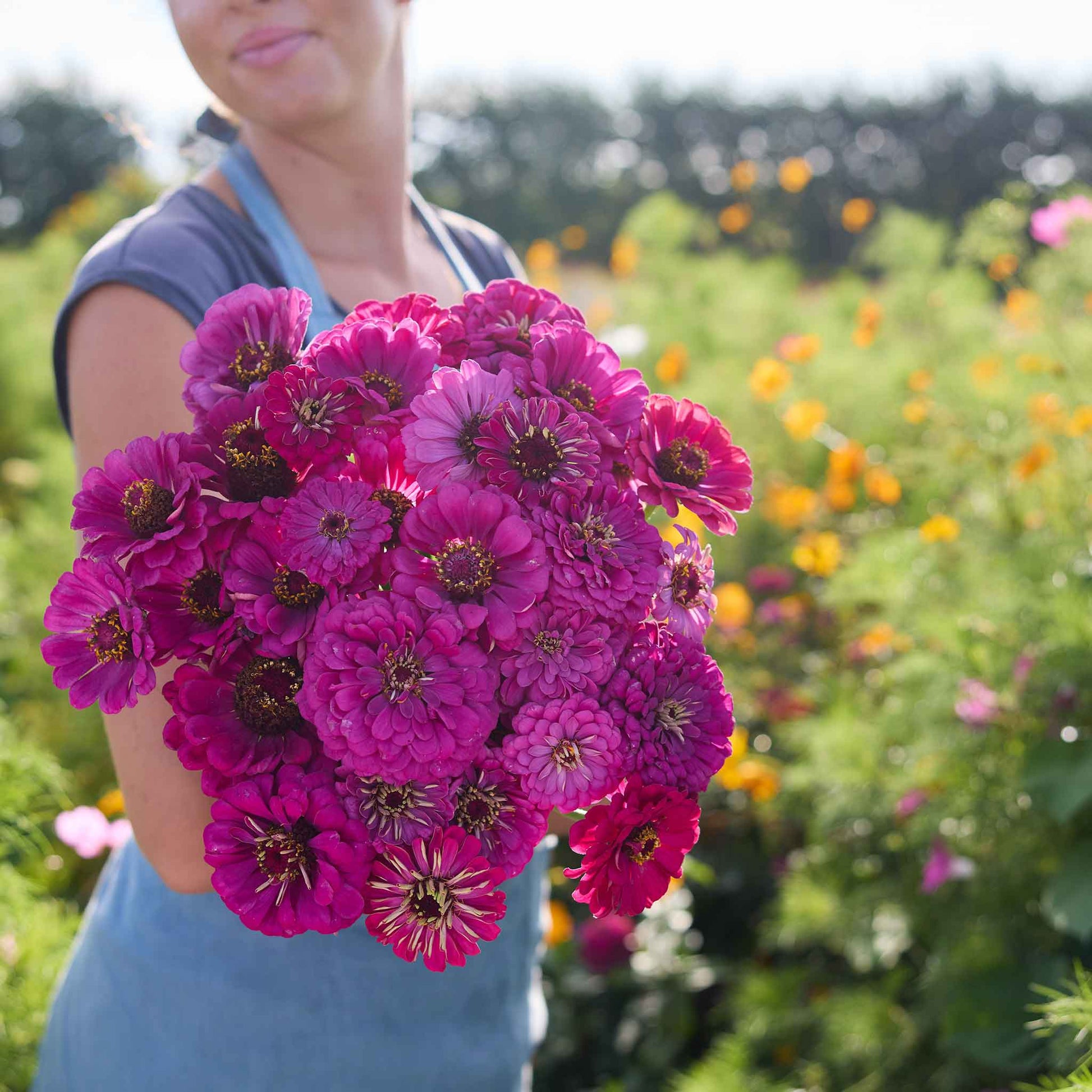 planting zinnia seed Bulk Zinnia Seeds - Purple Prince