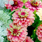 zinnia queen lime red