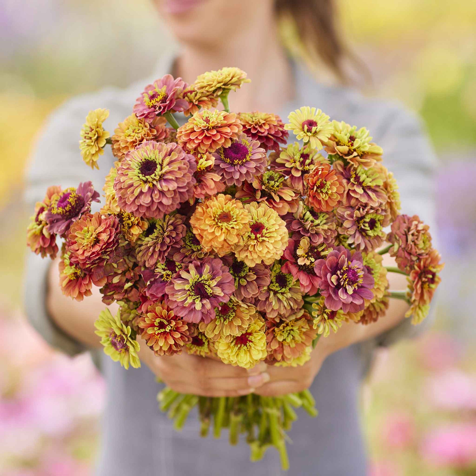 zinnia flower seeds online Zinnia Seeds - Queen Lime Mix | Bulk Flower Seeds