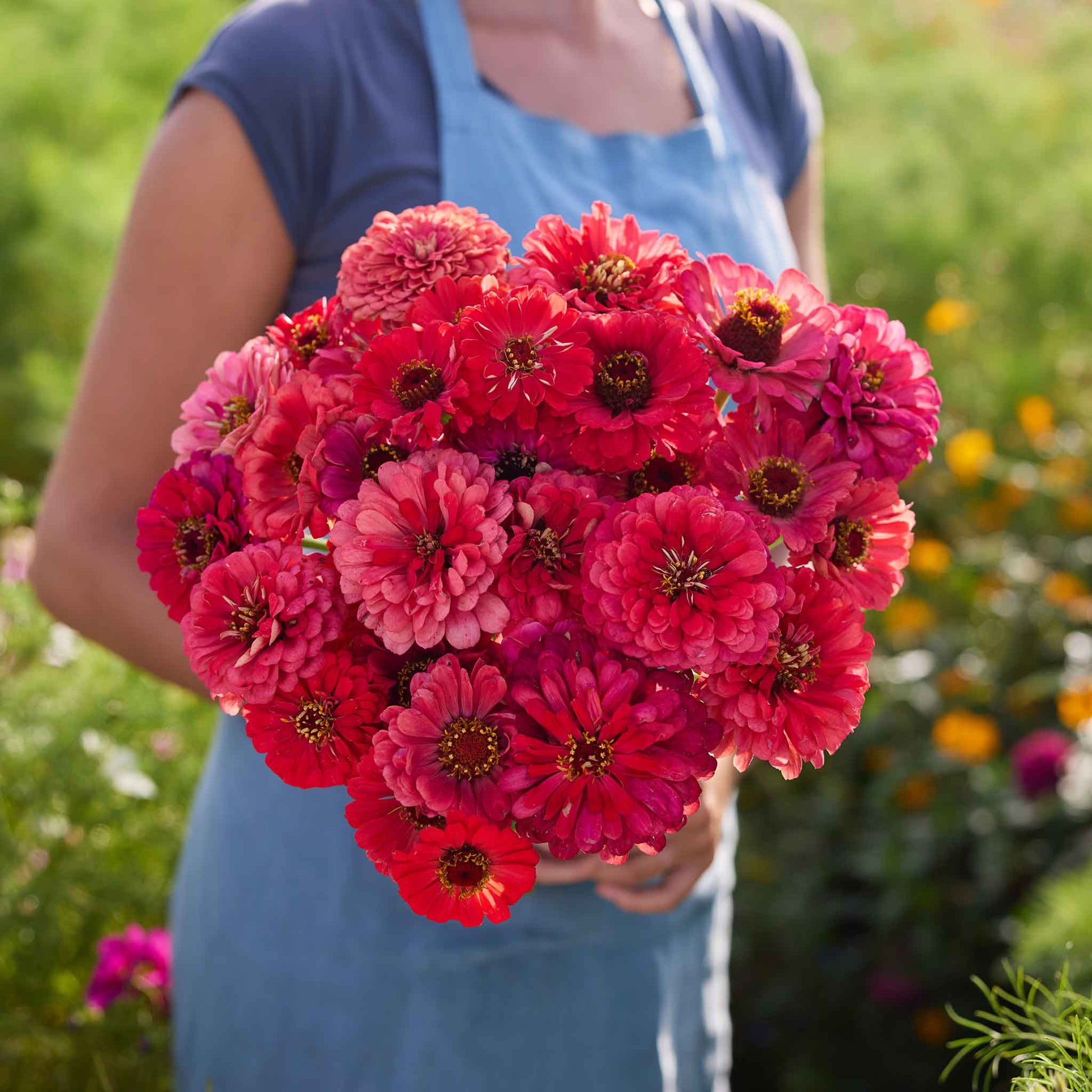 planting depth for zinnia seeds Bulk Zinnia Seeds - Salmon Queen