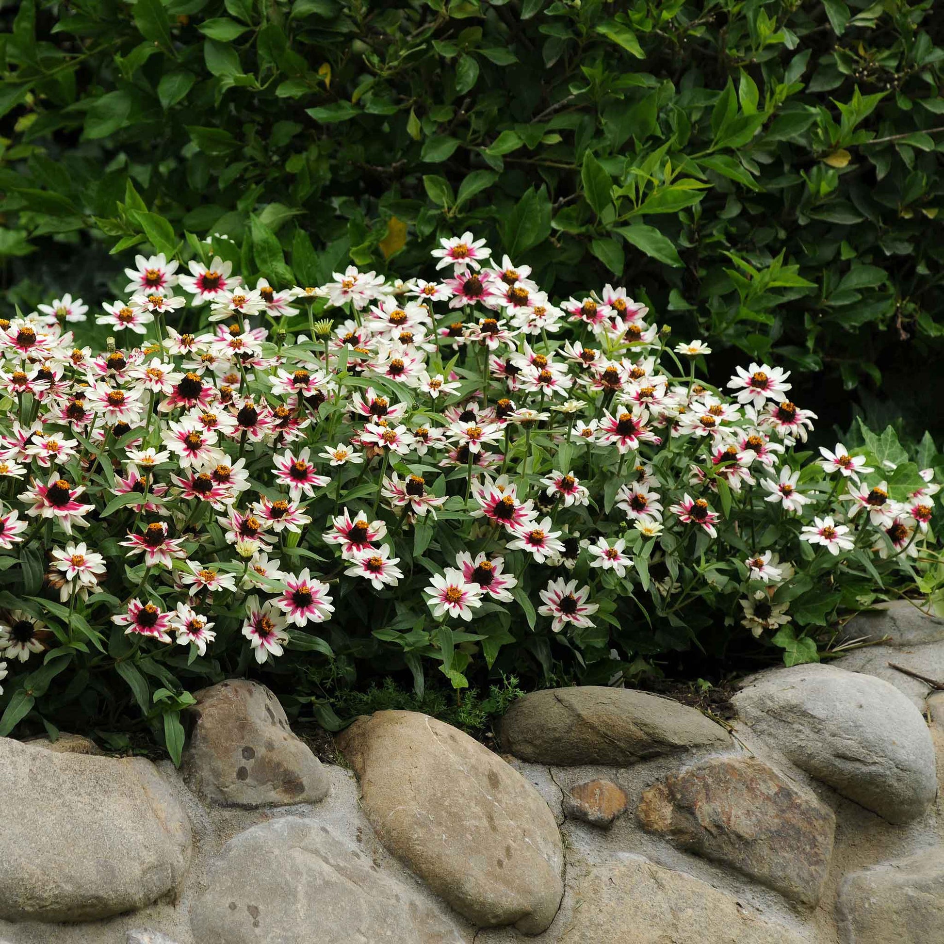 wow starlight rose seed Zinnia Seeds - Zahara Starlight Rose | Bulk Flower Seeds