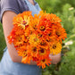 A person holding a bouquet of orange Zinnia super cactus aztec flowers in a garden setting.