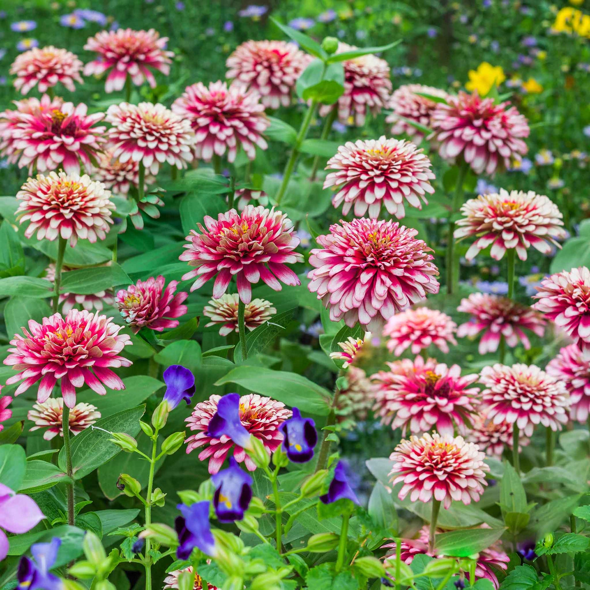 natural flower seeds Bulk Zinnia Seeds