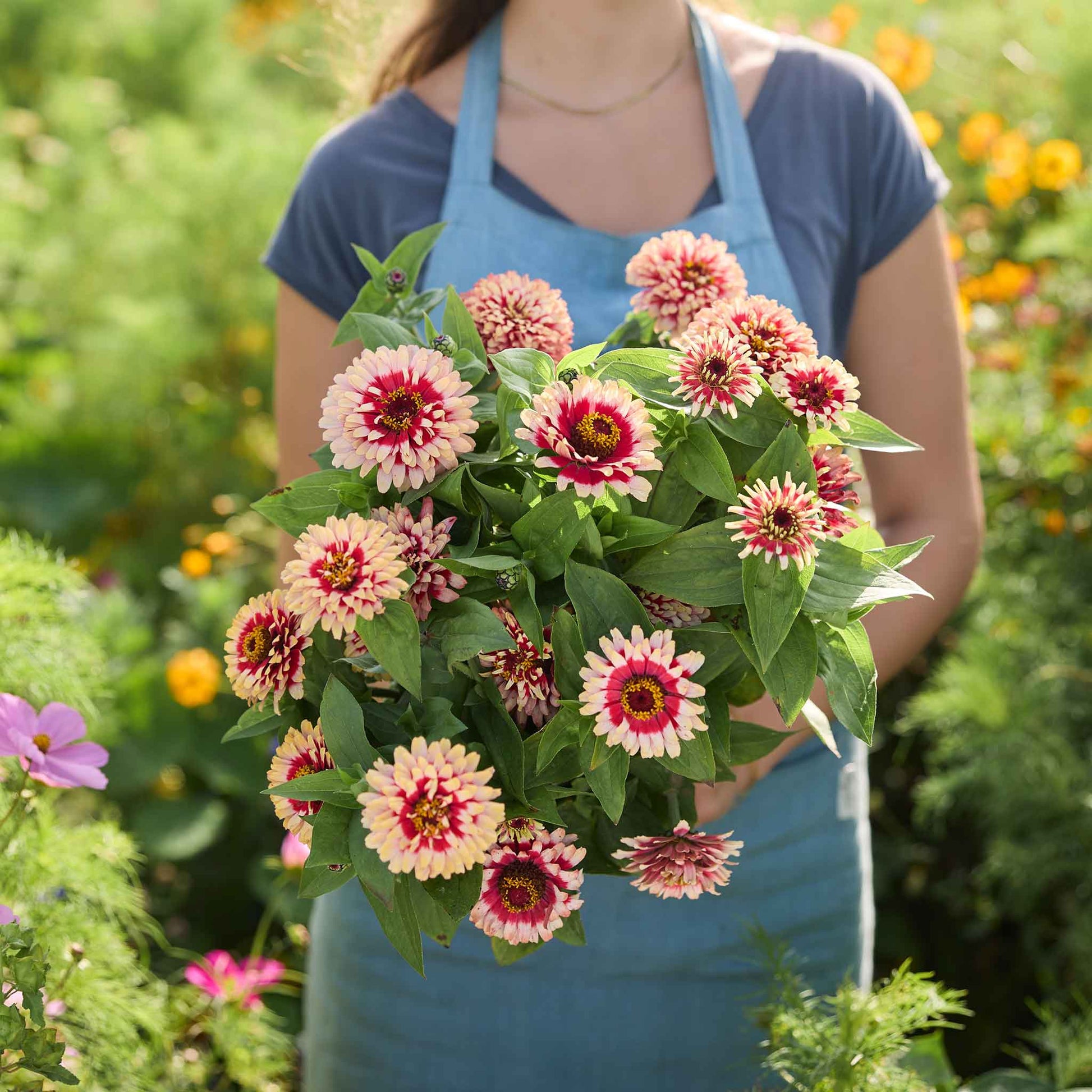 zinnia plant seeds Bulk Zinnia Seeds