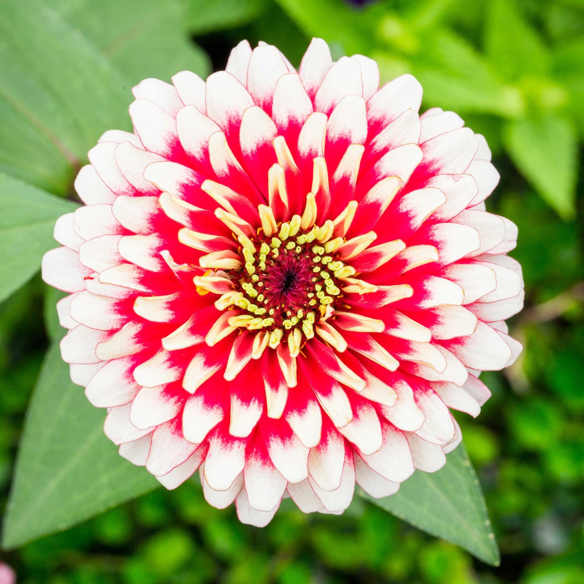zinnia plant seeds Bulk Zinnia Seeds - Swizzle Cherry & Ivory | Flower Seeds in Packets & Bulk
