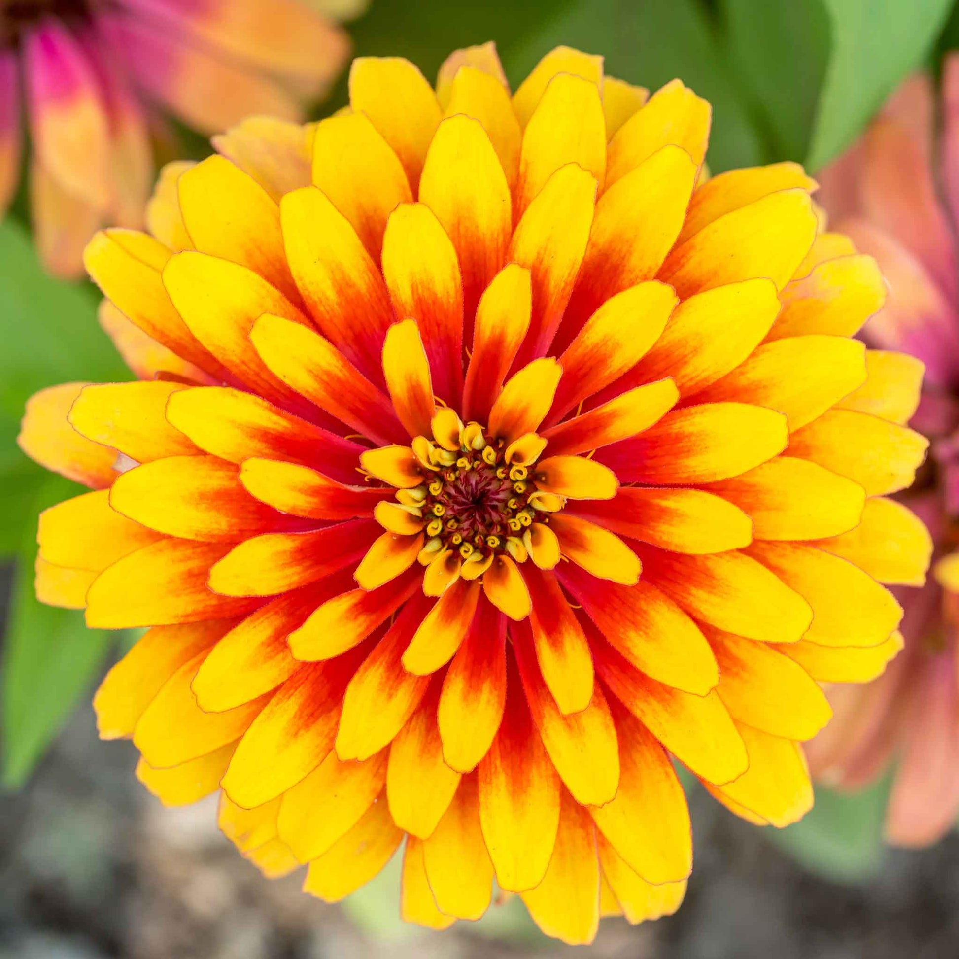 zinnia flower seeds for sale Bulk Zinnia Seeds - Swizzle Scarlet & Yellow | Flower Seeds in Packets & Bulk