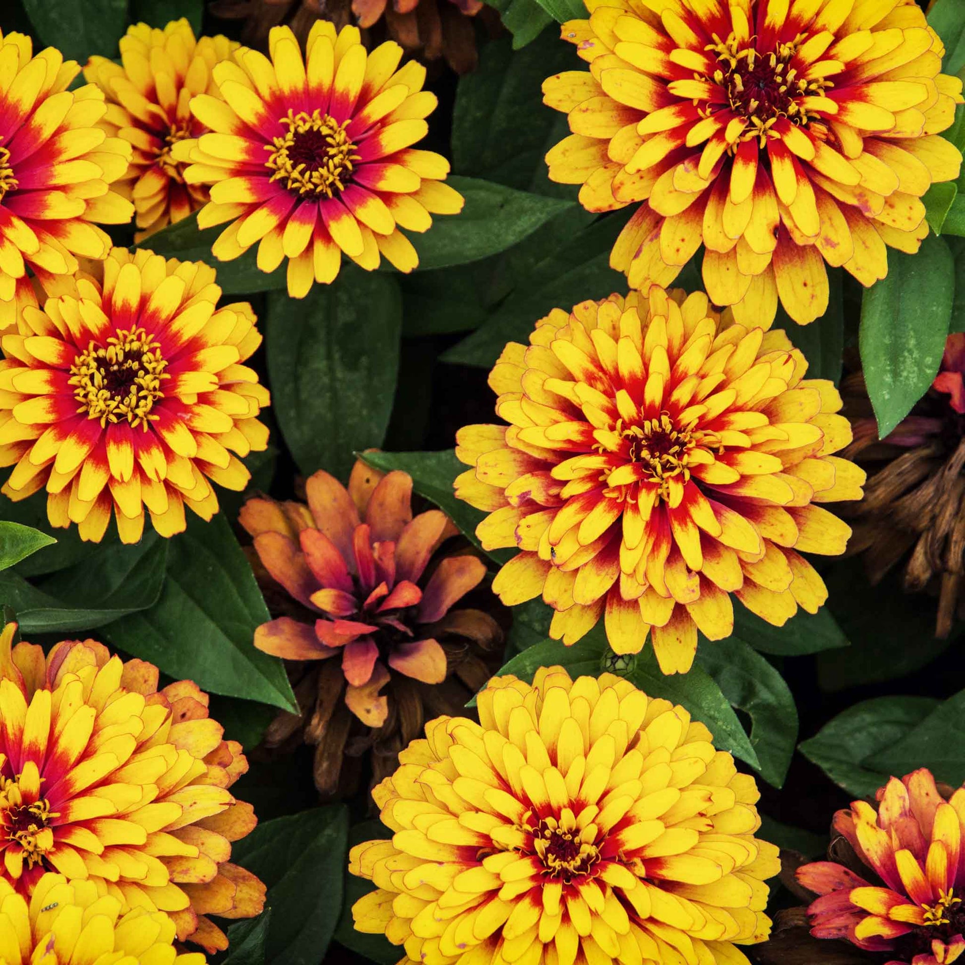 zinnia swizzle scarlet yellow