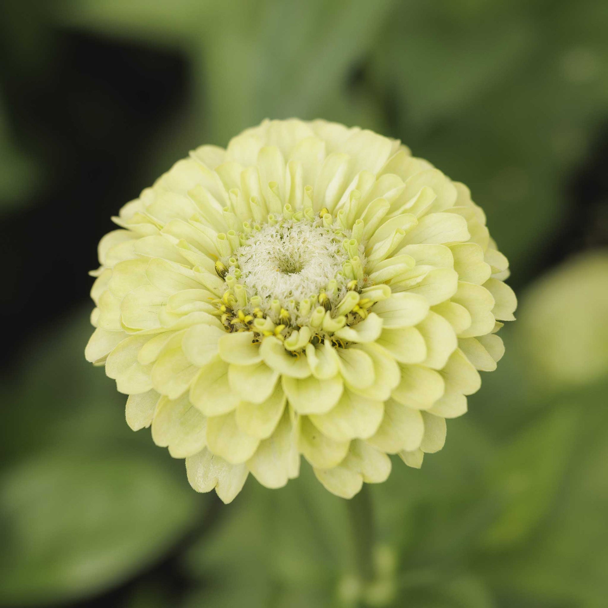 tequila plant seeds Bulk Zinnia Seeds - Tequila Lime | Flower Seeds