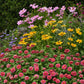 zinnia zahara raspberry ripple'