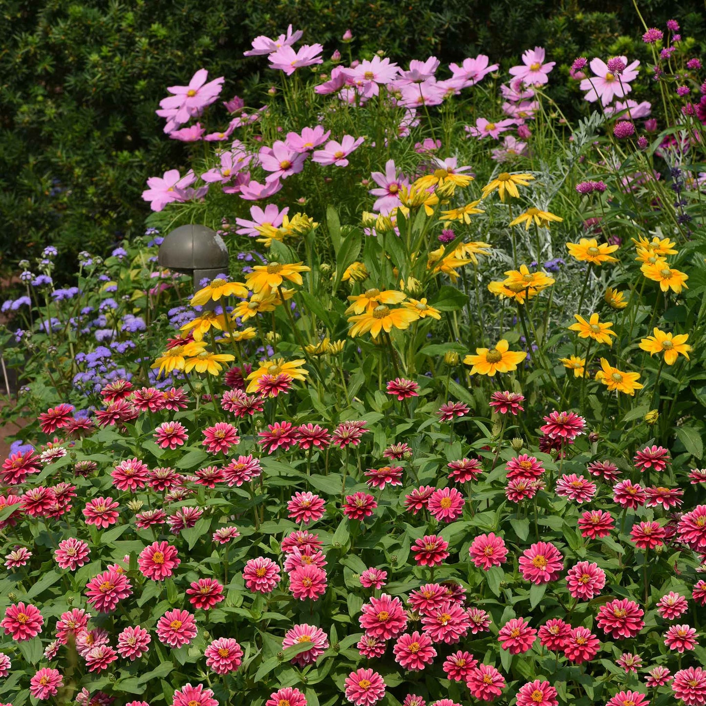 zinnia zahara raspberry ripple'