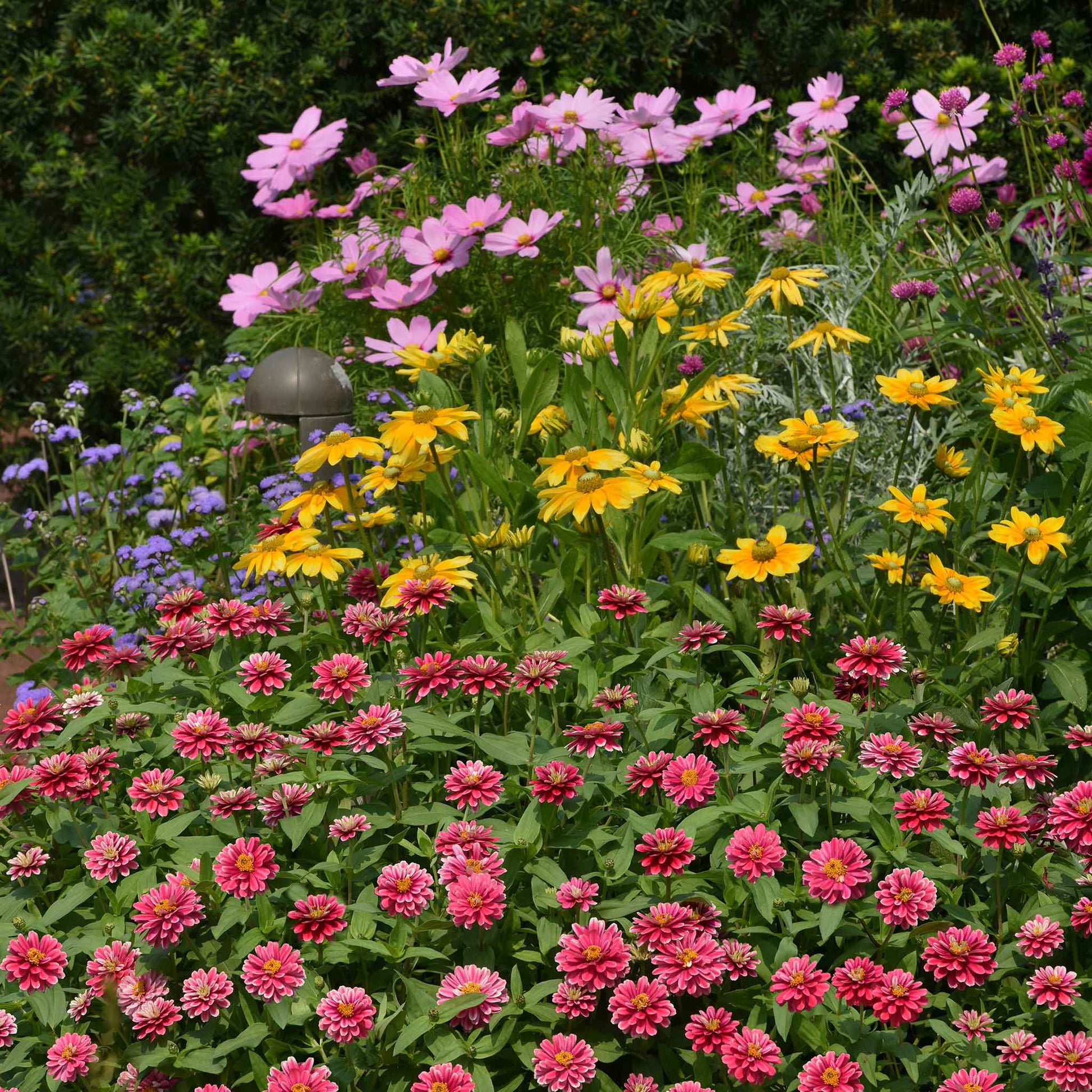 zinnia zahara raspberry ripple'