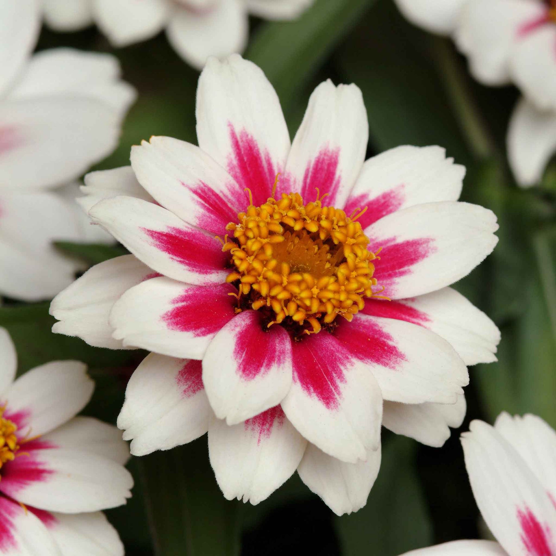 white rose seeds for sale Zinnia Seeds - Zahara Starlight Rose | Bulk Flower Seeds
