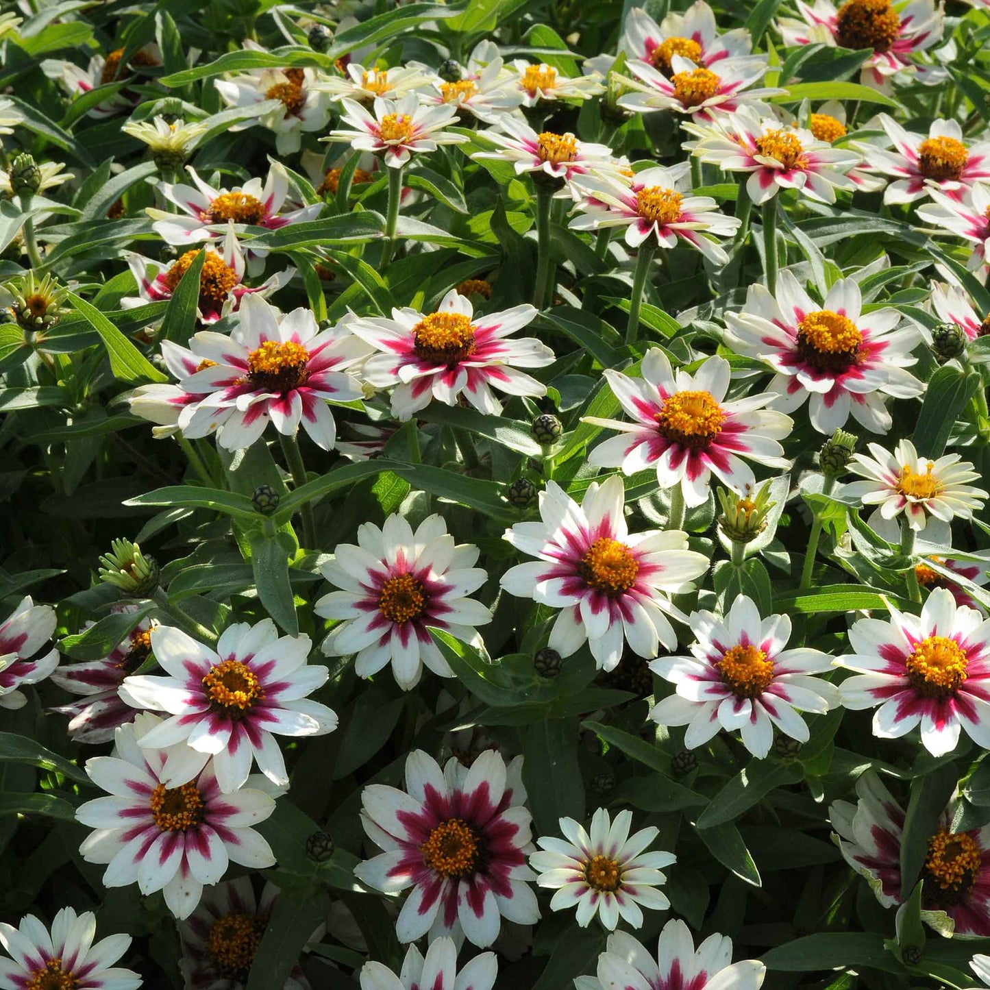 zinnia zahara starlight rose'