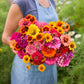 Person holding a vibrant bouquet of colorful zin master zinnia flowers in a garden setting