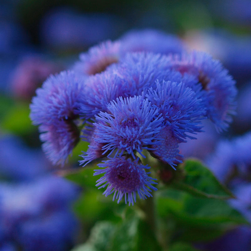 dondo blue ageratum