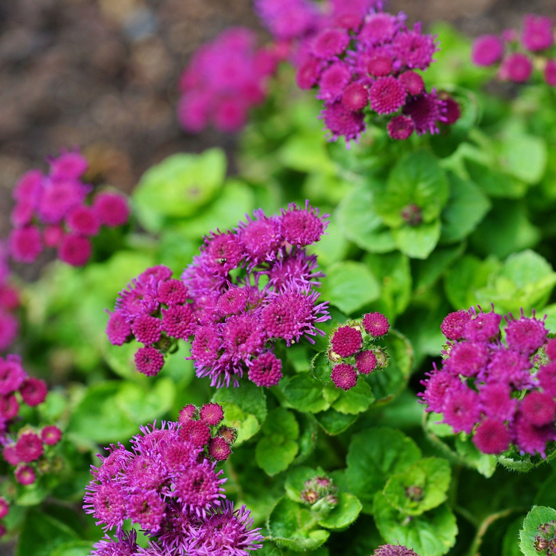 planting ageratum seeds Bulk Ageratum Seeds