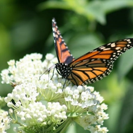 White Swamp Milkweed