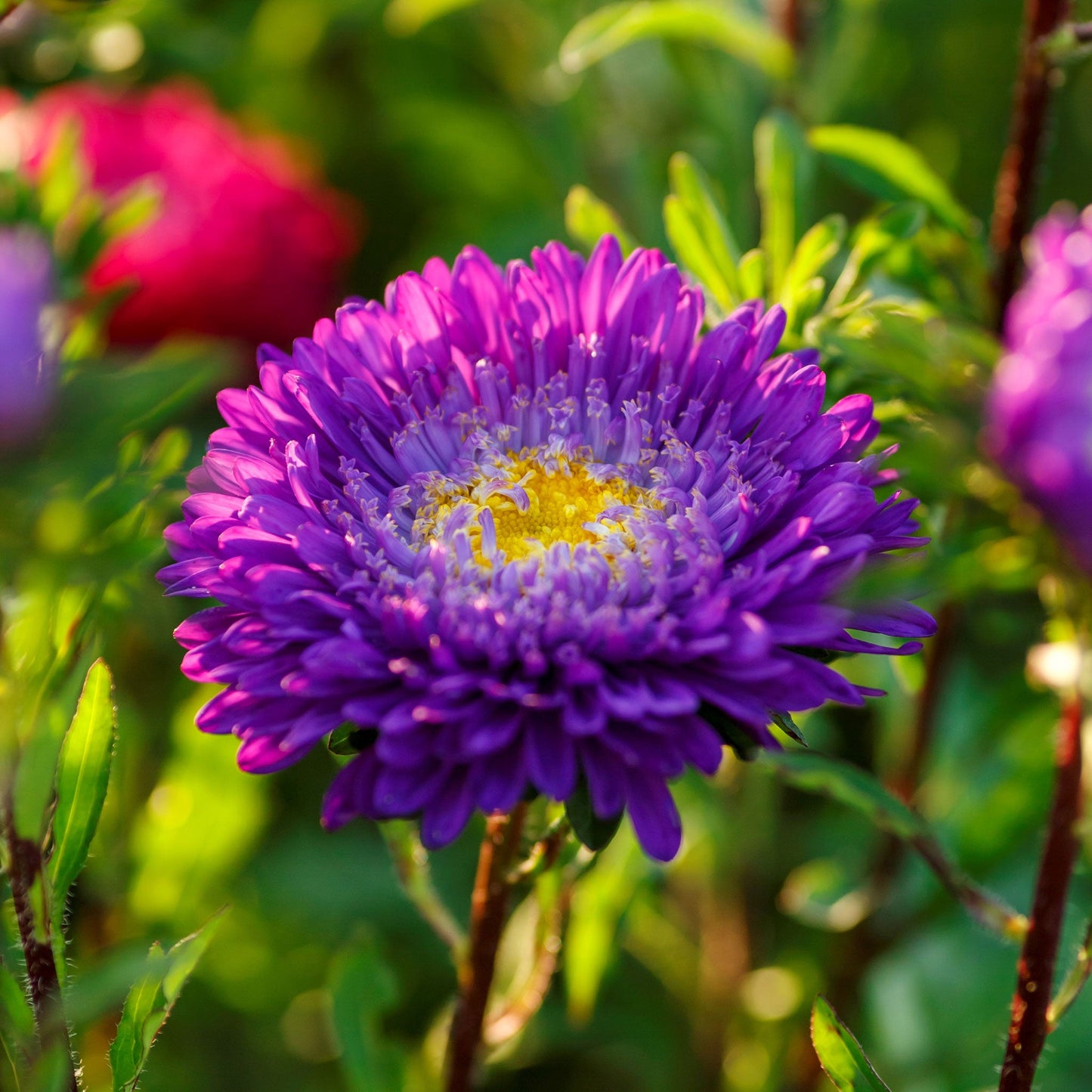 Blue and White Aster