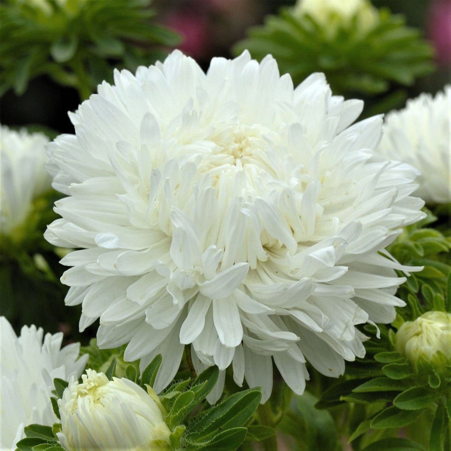 Peony Duchess White Aster